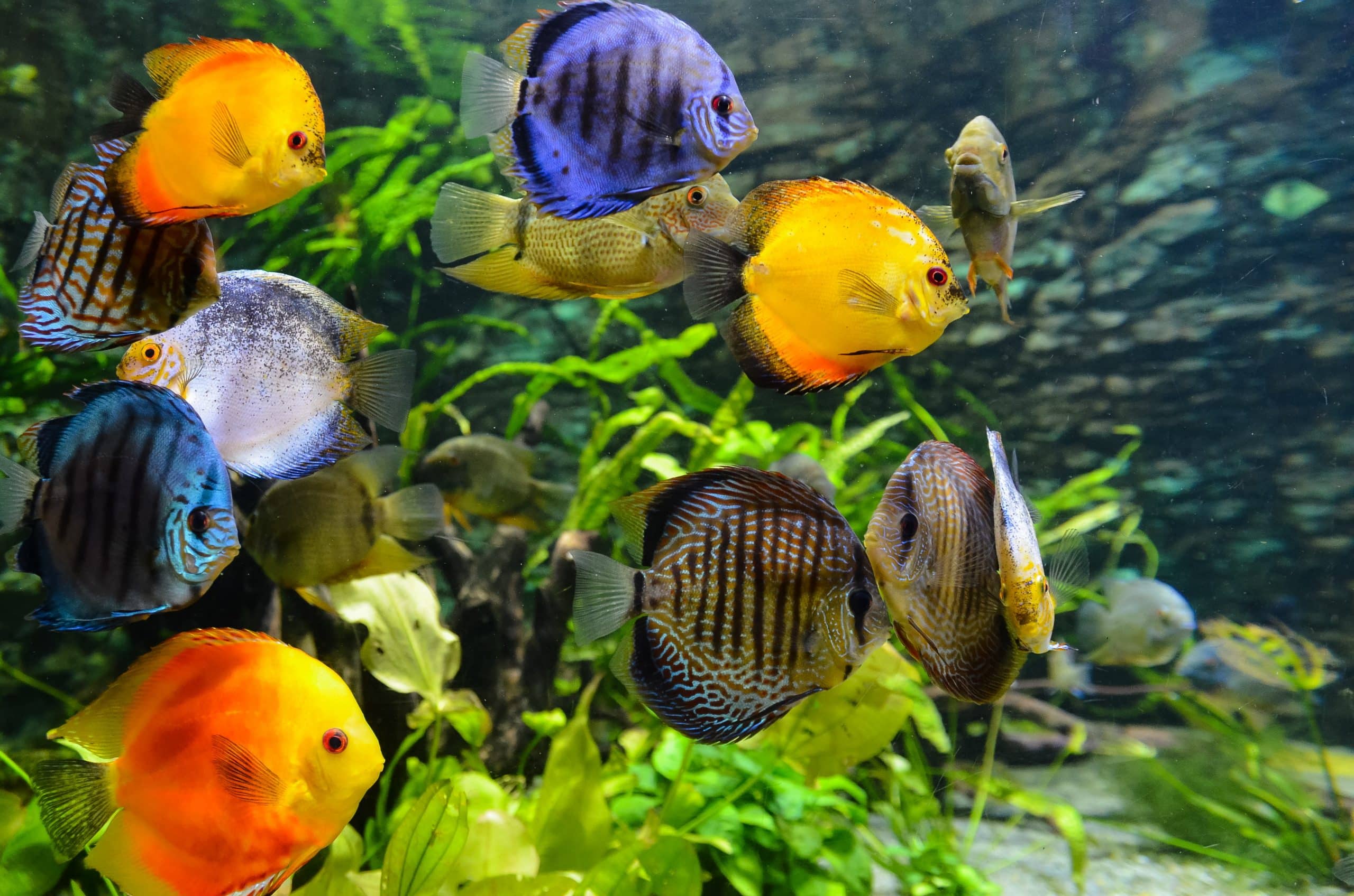 Pleje af akvarie