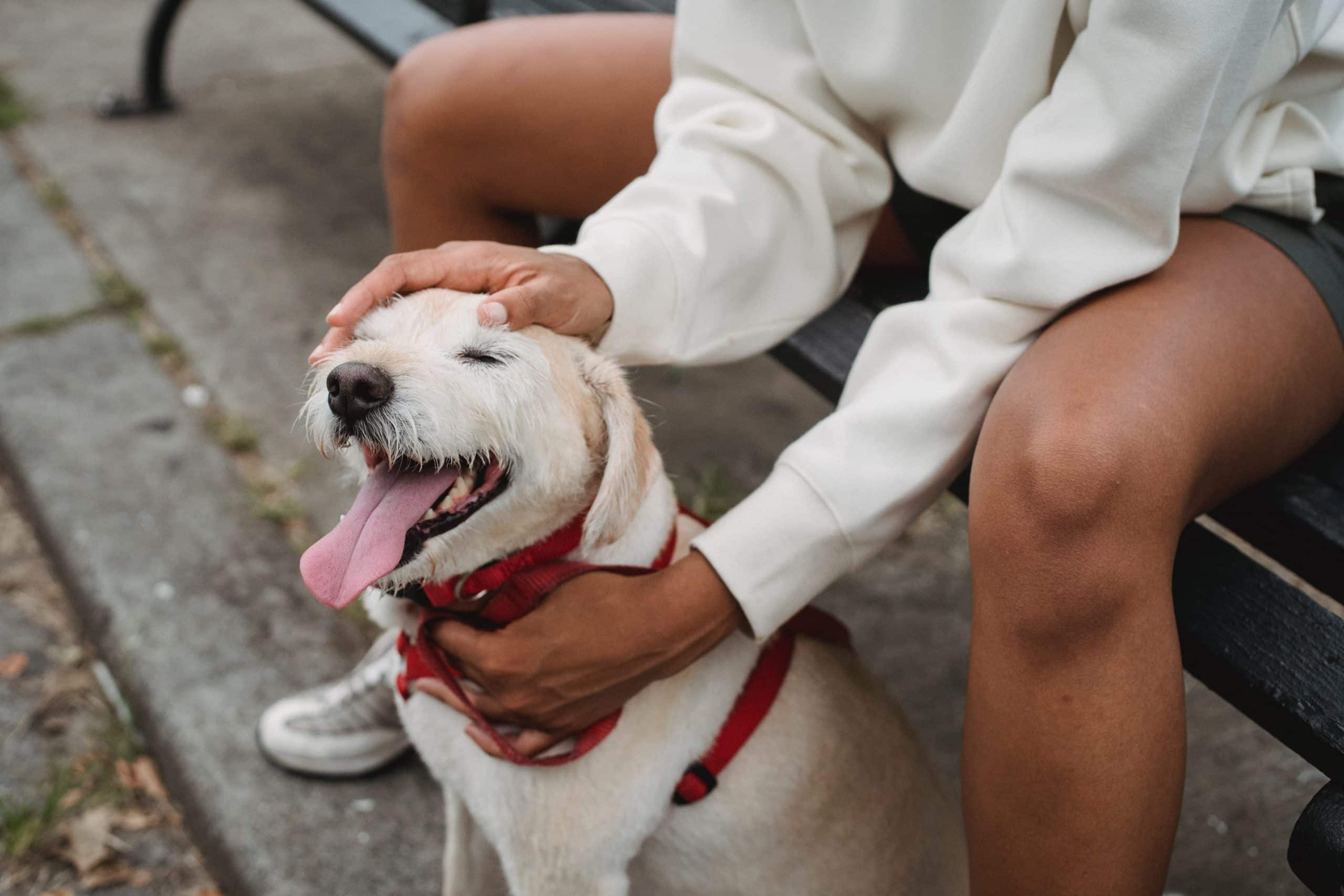 Den rigtige hundesele kan gøre en verden til forskel